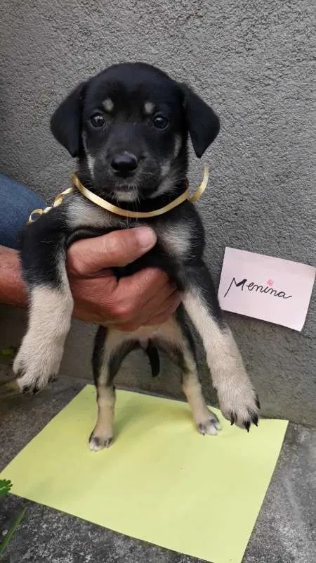 Cachorro ra a SRD idade 2 a 6 meses nome sem nome