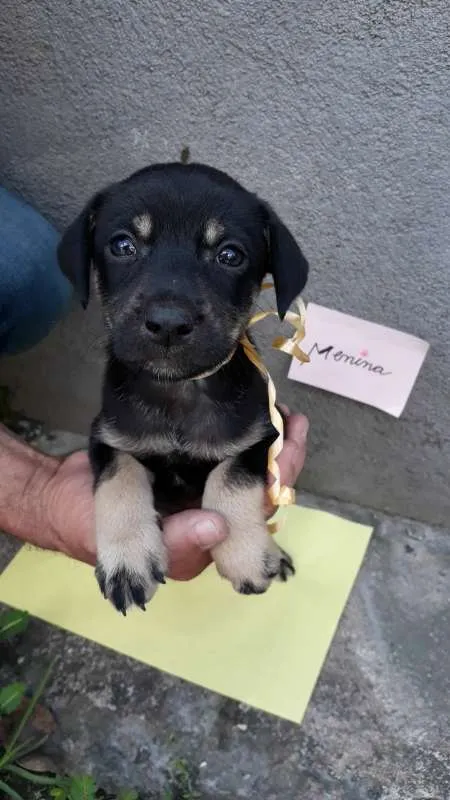 Cachorro ra a SRD idade 2 a 6 meses nome sem nome