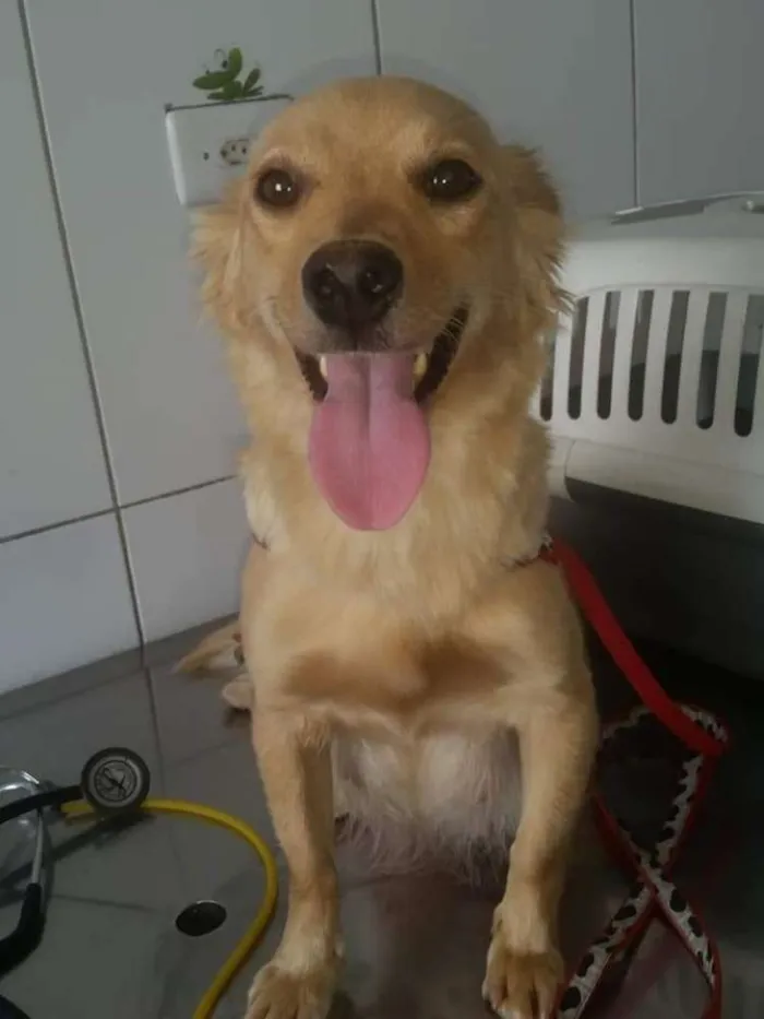 Cachorro ra a Srd idade 2 anos nome Babi