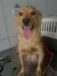 Babi