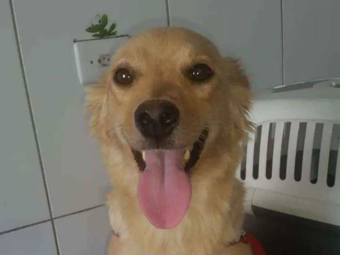 Cachorro ra a Srd idade 2 anos nome Babi