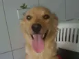 Babi