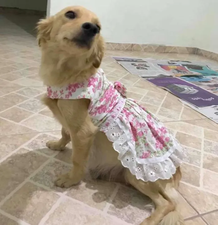 Cachorro ra a Srd idade 2 anos nome Babi