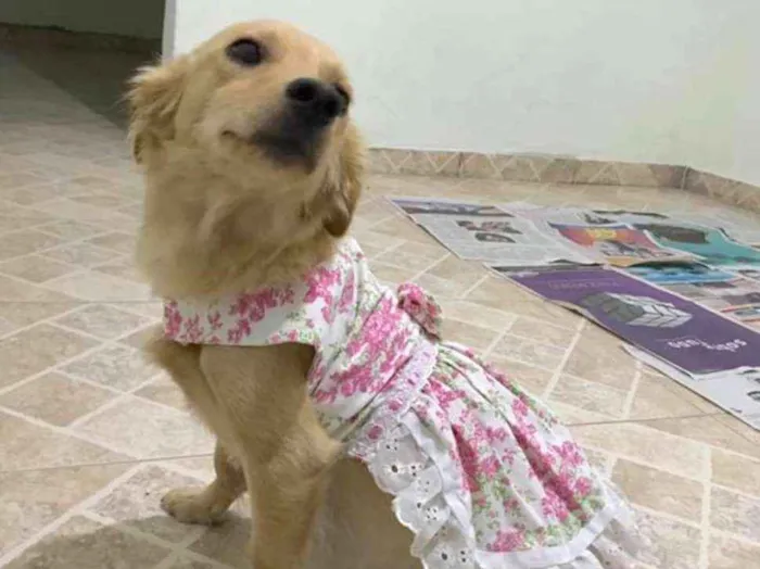 Cachorro ra a Srd idade 2 anos nome Babi