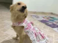 Babi