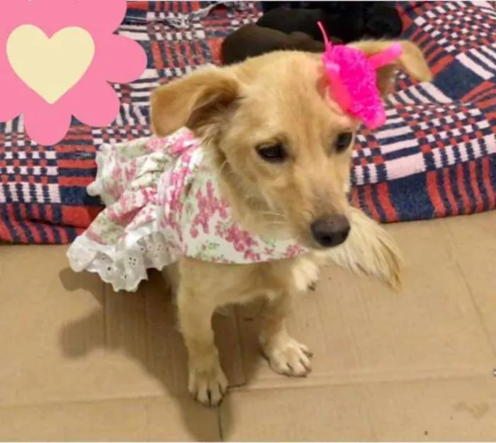 Cachorro ra a Srd idade 2 anos nome Babi
