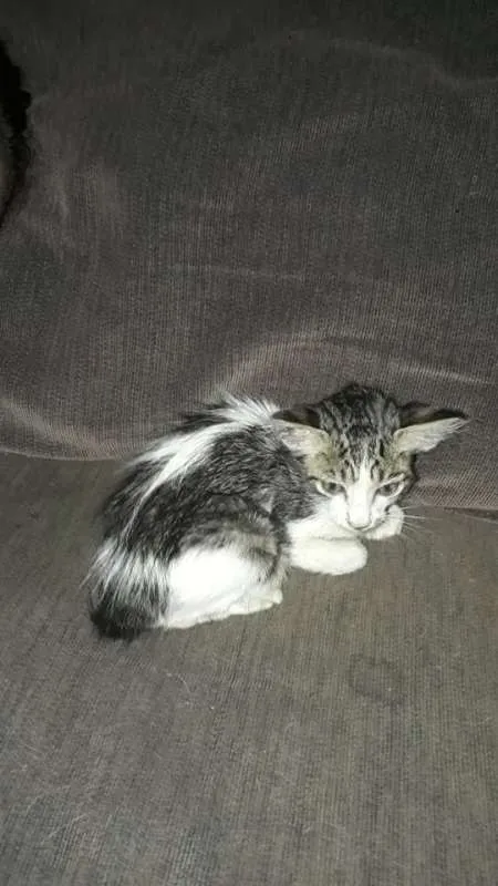 Gato raça SRD idade Abaixo de 2 meses nome Mixa