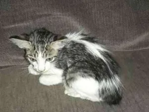 Gato raça SRD idade Abaixo de 2 meses nome Mixa