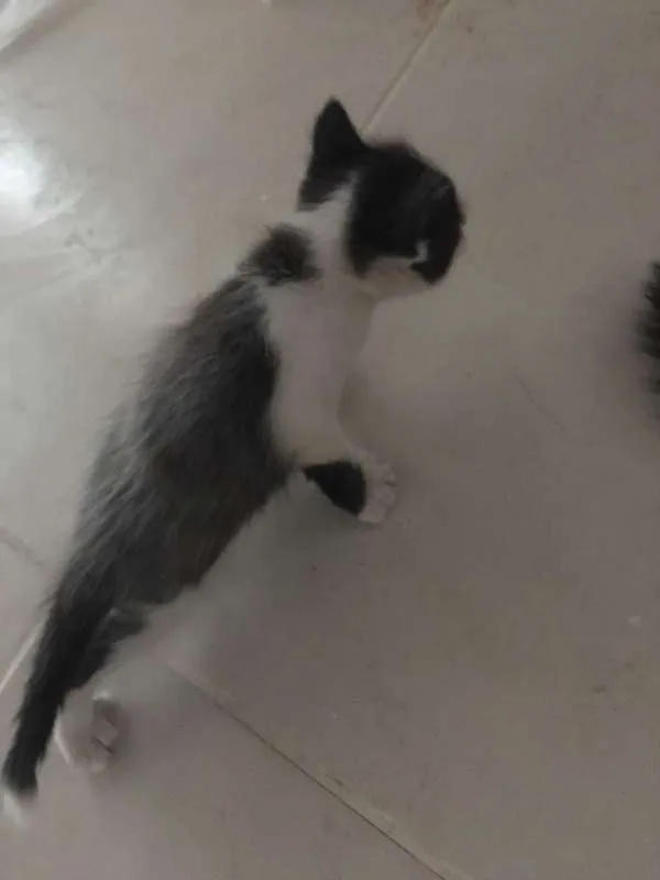 Gato ra a SRD idade Abaixo de 2 meses nome Fofuras