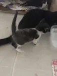 Fofuras