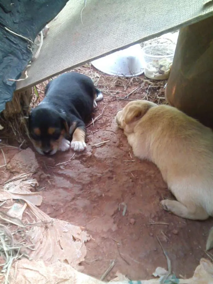 Cachorro ra a Vira lata idade 2 a 6 meses nome Abandonados