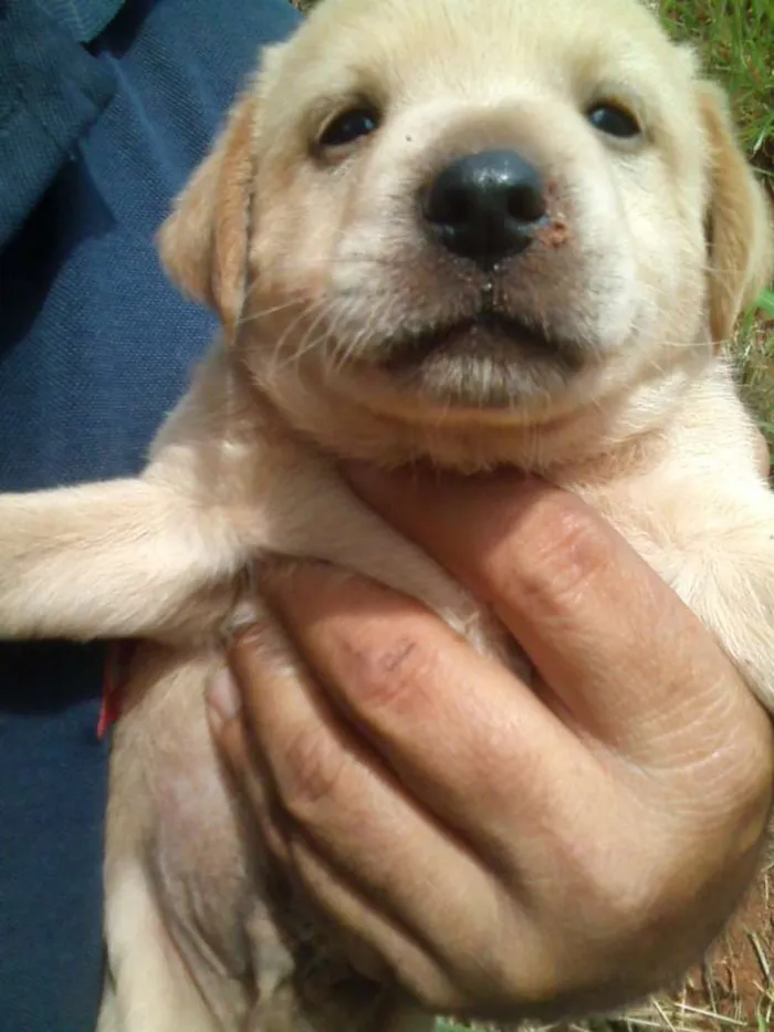 Cachorro ra a Vira lata idade 2 a 6 meses nome Abandonados