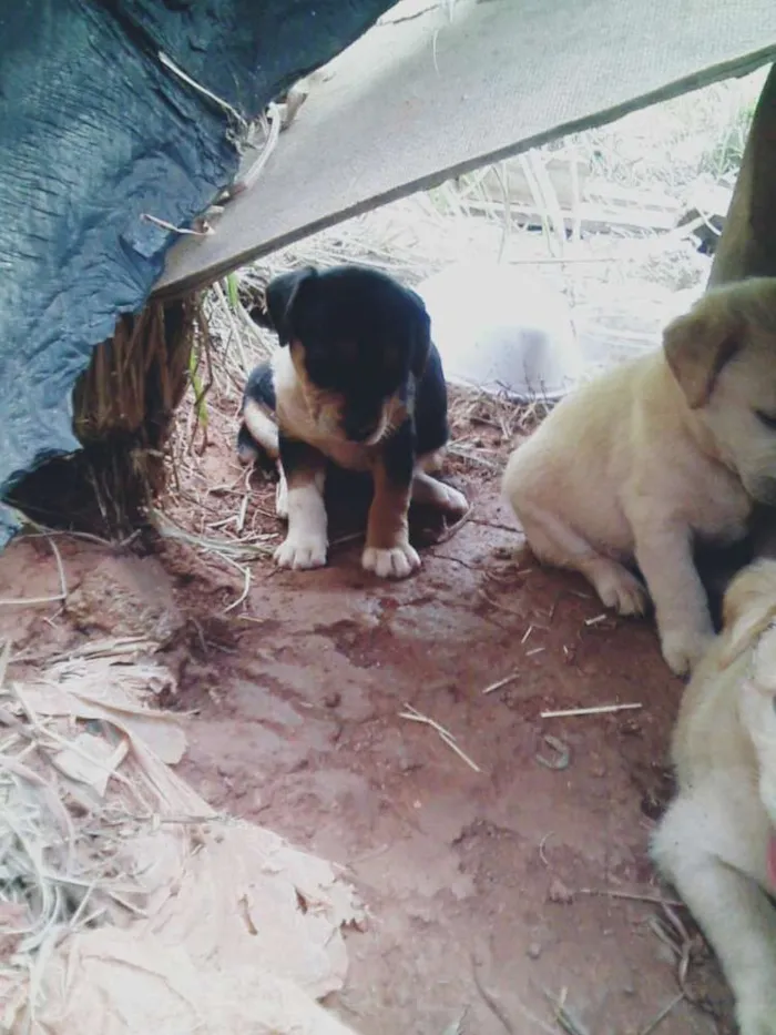 Cachorro ra a Vira lata idade 2 a 6 meses nome Abandonados