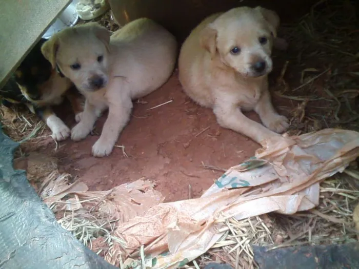 Cachorro ra a Vira lata idade 2 a 6 meses nome Abandonados