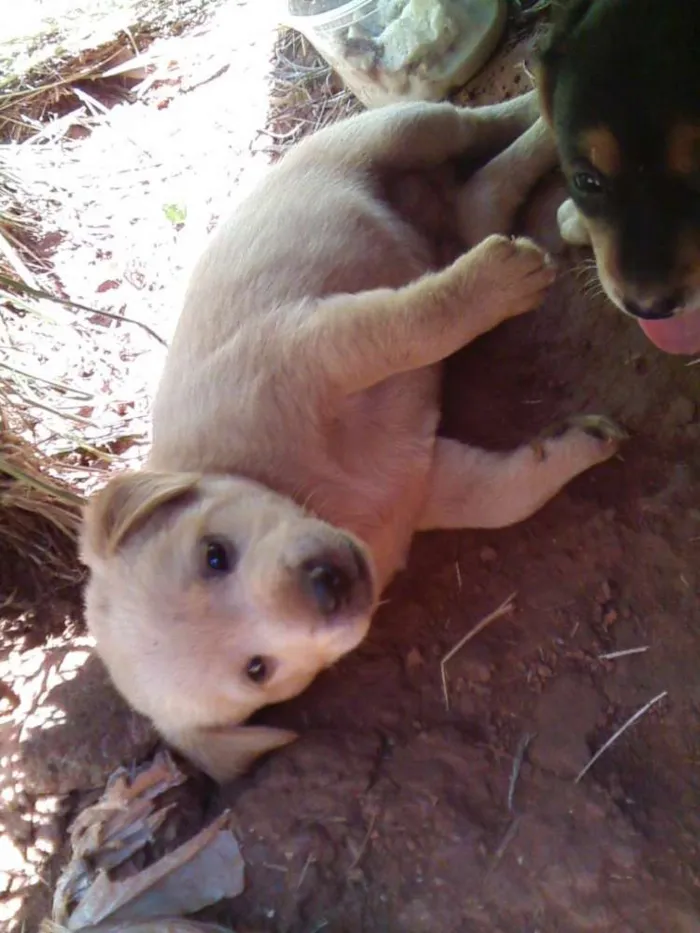 Cachorro ra a Vira lata idade 2 a 6 meses nome Abandonados