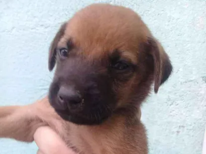 Cachorro raça Vira-lata idade 2 a 6 meses nome Filhotes