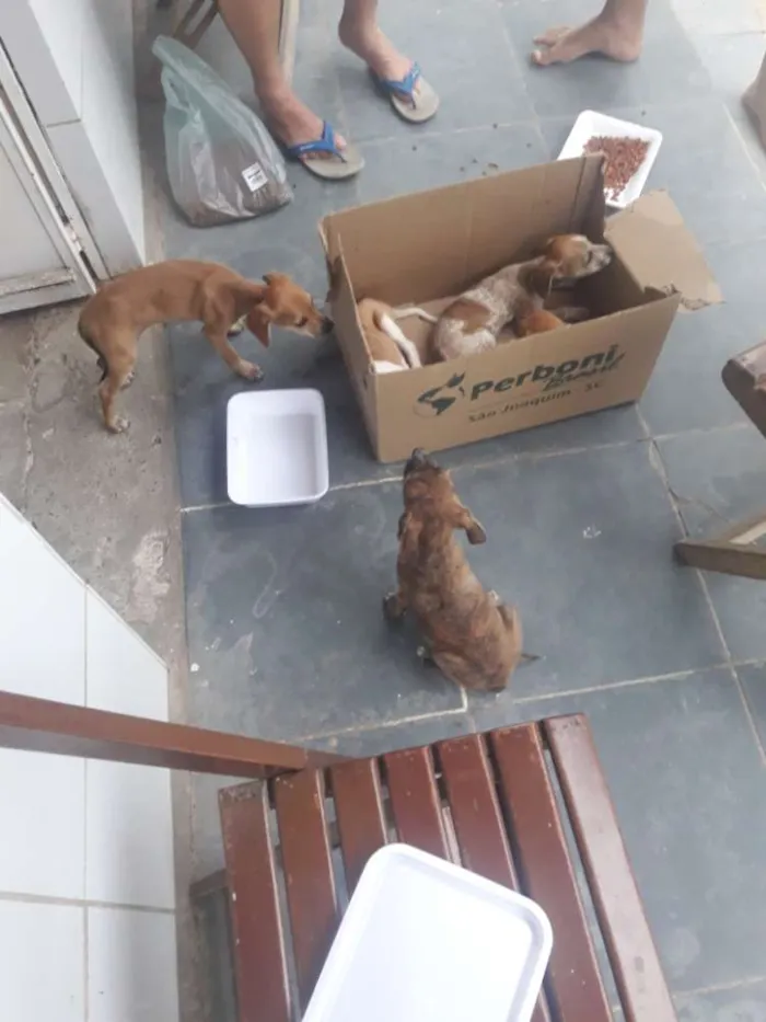 Cachorro ra a vira-lata idade Abaixo de 2 meses nome não possui 