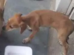 Cachorro raça vira-lata idade Abaixo de 2 meses nome não possui 