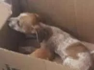 Cachorro raça vira-lata idade Abaixo de 2 meses nome não possui 