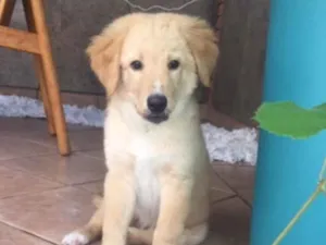Cachorro raça SRD idade 2 a 6 meses nome Fred