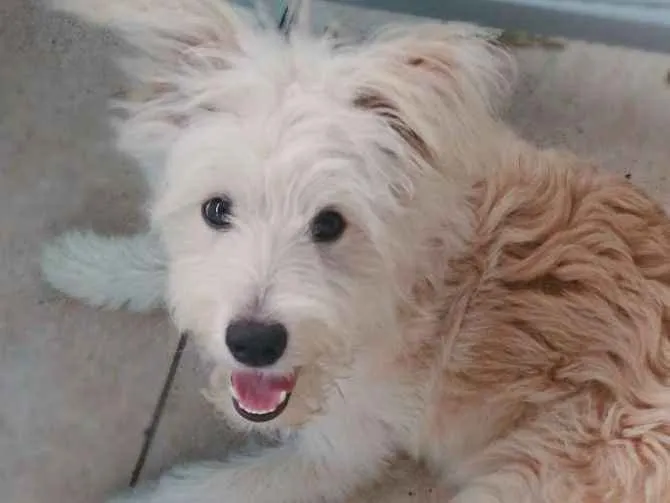 Cachorro ra a Indefinida  idade 7 a 11 meses nome Mel