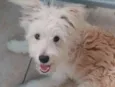 Mel
