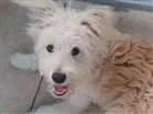 Cachorro raça Indefinida  idade 7 a 11 meses nome Mel