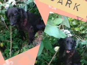 Cachorro raça SRD idade 3 anos nome DARK