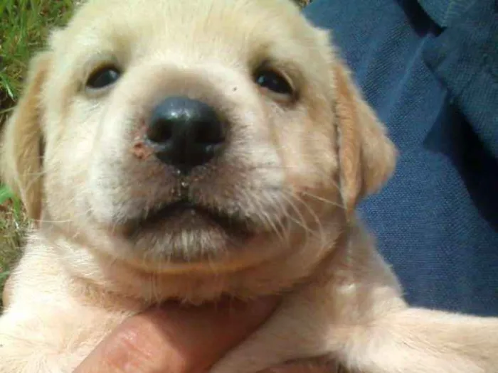 Cachorro ra a Vira lata idade 2 a 6 meses nome Abandonados