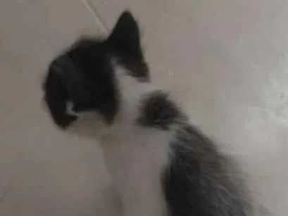 Gato ra a SRD idade Abaixo de 2 meses nome Fofuras