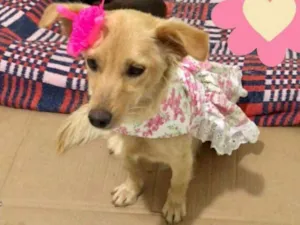 Cachorro raça Srd idade 2 anos nome Babi