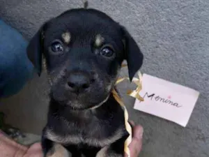 Cachorro raça SRD idade 2 a 6 meses nome sem nome