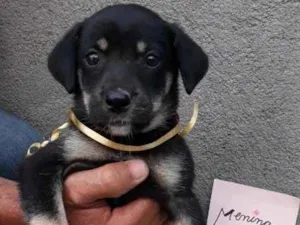 Cachorro raça SRD idade 2 a 6 meses nome sem nome