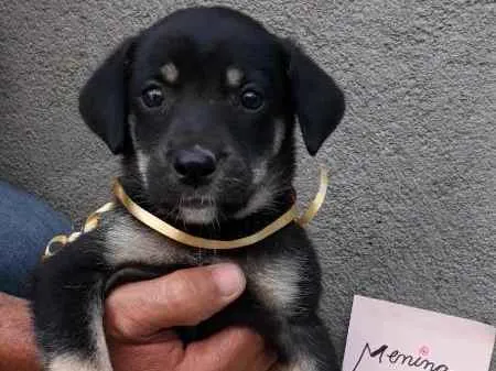 Cachorro ra a SRD idade 2 a 6 meses nome sem nome