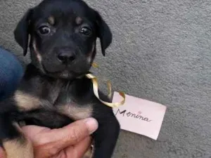 Cachorro raça SRD idade 2 a 6 meses nome sem nome
