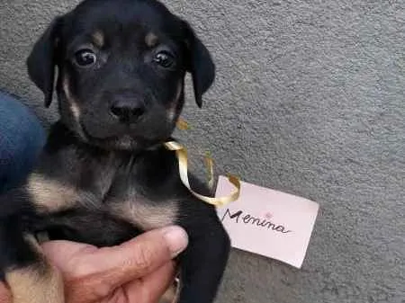 Cachorro ra a SRD idade 2 a 6 meses nome sem nome