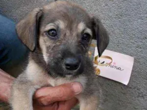Cachorro raça SRD idade 2 a 6 meses nome sem nome