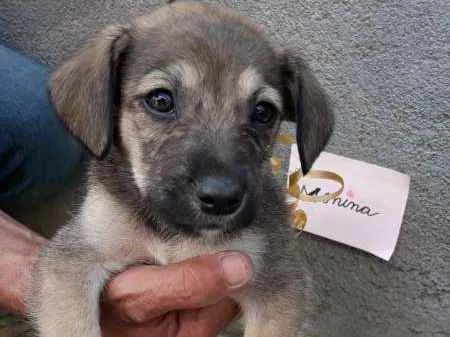Cachorro ra a SRD idade 2 a 6 meses nome sem nome