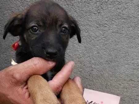Cachorro ra a SRD idade 2 a 6 meses nome sem nome