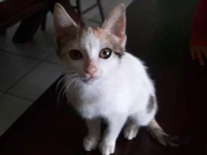Gato raça Gato idade 2 a 6 meses nome Stefany