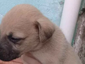 Cachorro raça Vira-lata idade 2 a 6 meses nome Filhotes