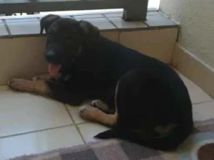 Cachorro raça sem raça definida idade 7 a 11 meses nome sem nome