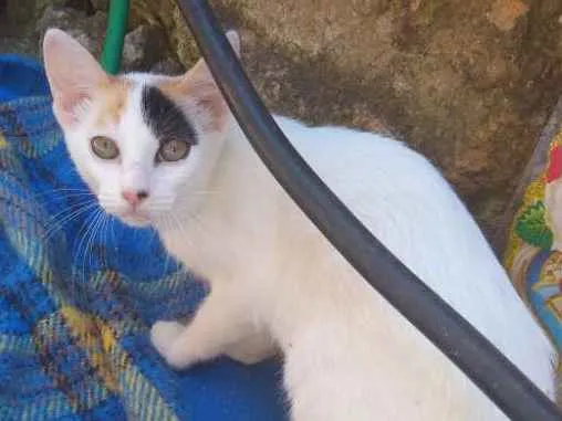 Gato ra a  idade 2 a 6 meses nome Gata