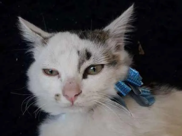 Gato ra a SRD idade 2 a 6 meses nome SEM NOME