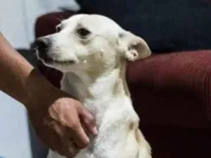 Cachorro raça Indefinida idade 2 anos nome Bary