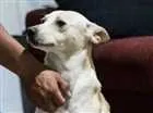 Cachorro raça Indefinida idade 2 anos nome Bary