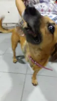 Cachorro raça SRD idade 6 ou mais anos nome Lalá 
