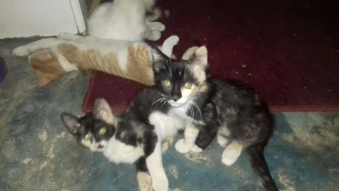 Gato ra a Vira lata  idade 2 a 6 meses nome Ainda tem