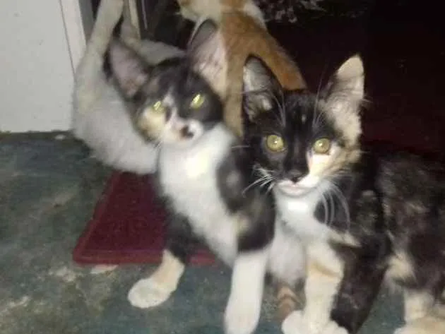 Gato ra a Vira lata  idade 2 a 6 meses nome Ainda tem