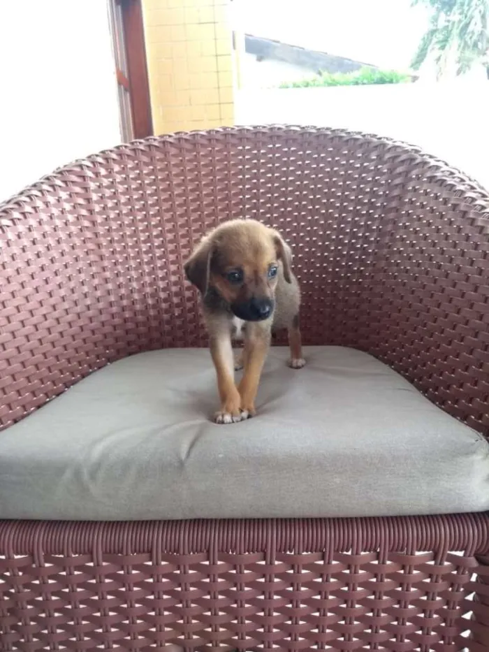 Cachorro ra a SRD idade 2 a 6 meses nome Bebês lindos